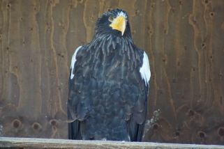 Haliaeetus pelagicus - Riesenseeadler